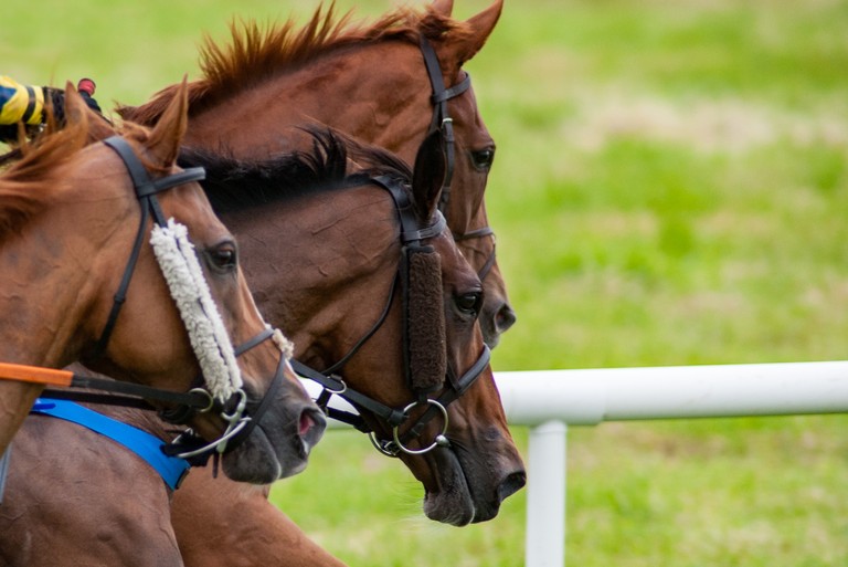 Heads of Three Horses Racing in a Line