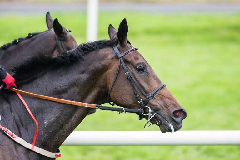 Portrait of Two Horses During Race