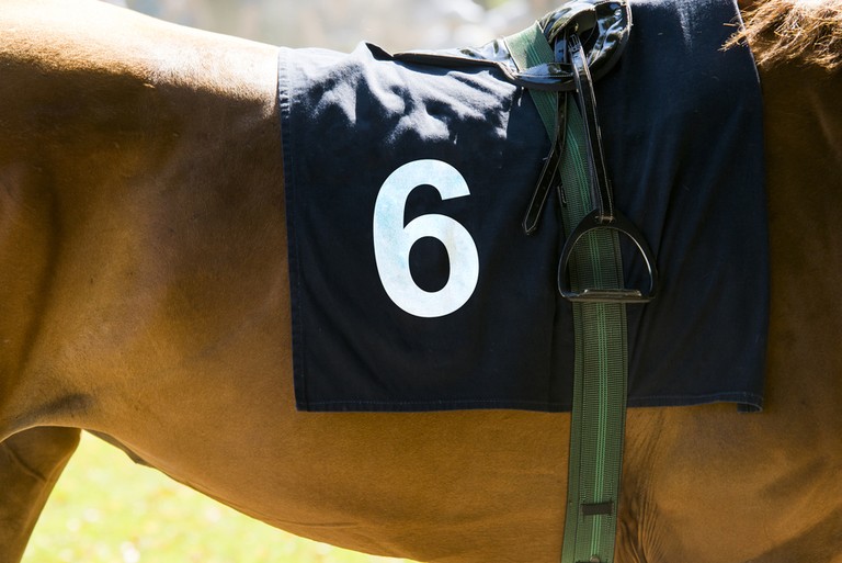 Horse with Number 6 Saddle Cloth