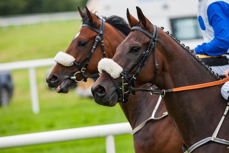 Profile of Two Racehorses